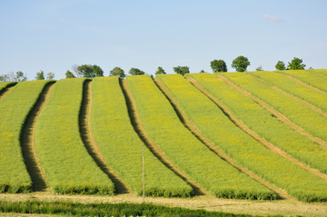 Campagne Tarn-et-Garonne près de Grisolles